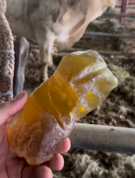 Essential Rodeo Accessories Kit - Bull Riding - Rodeo Wins - Rodeo Wins 